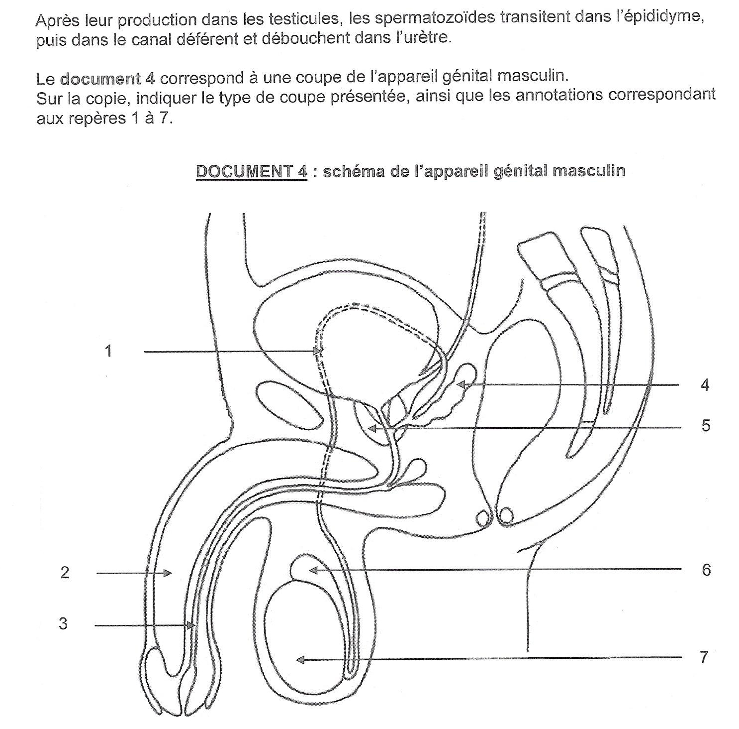 appareil reproducteur masculin pour colorier sans nombres